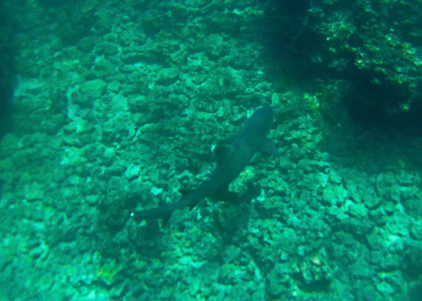 Galapagos - Snorkelling Devil's Crown