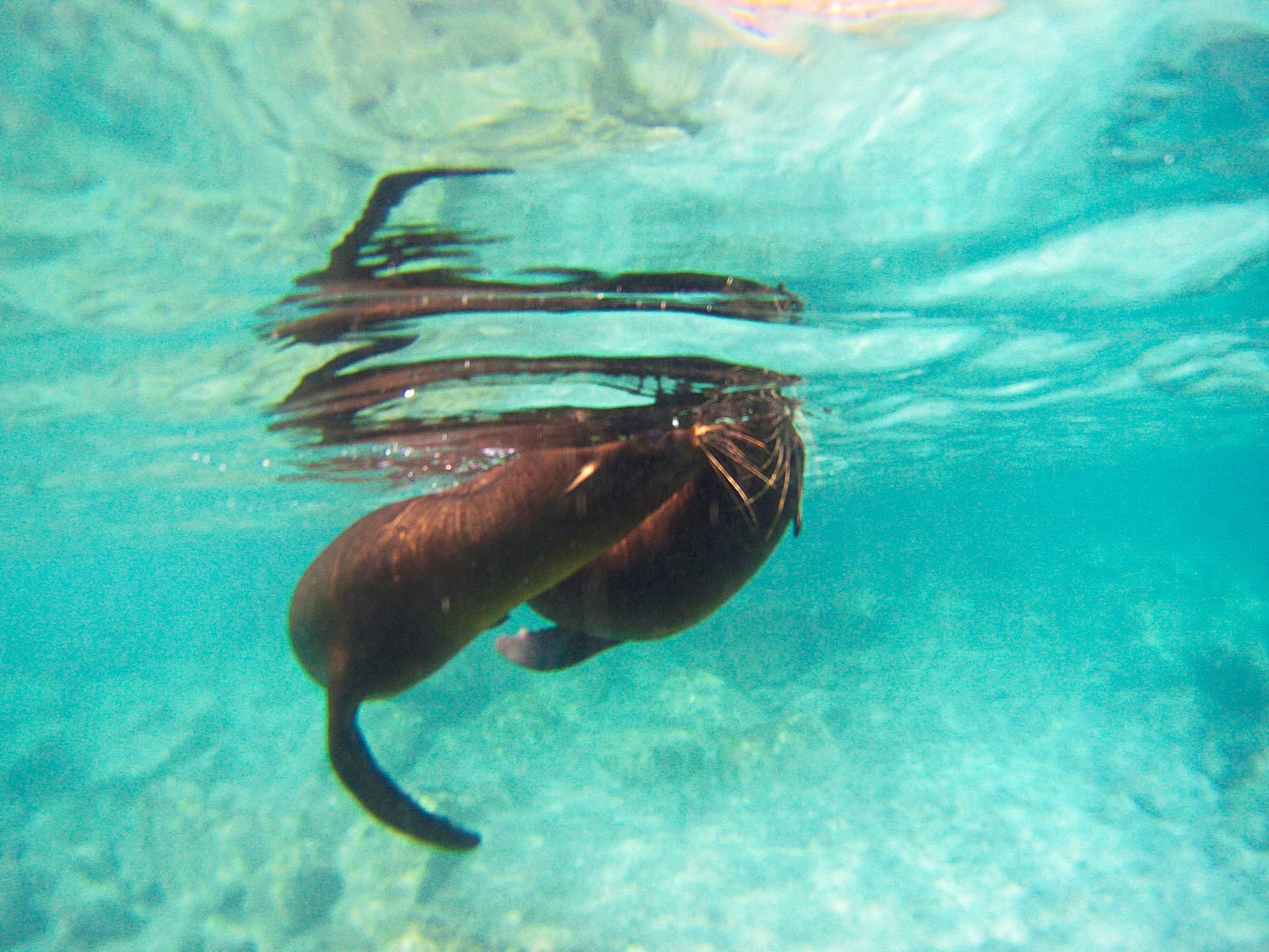 Galapagos - Snorkelling off San Cristóbal Island