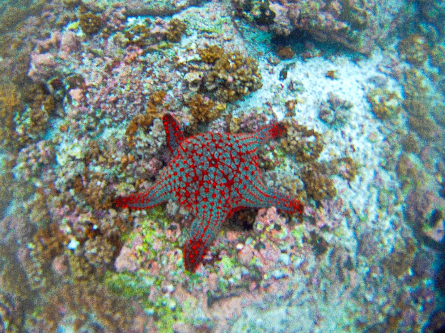Galapagos - Snorkelling Devil's Crown