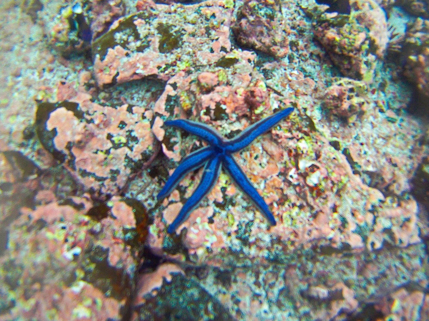 Galapagos - Snorkelling Devil's Crown