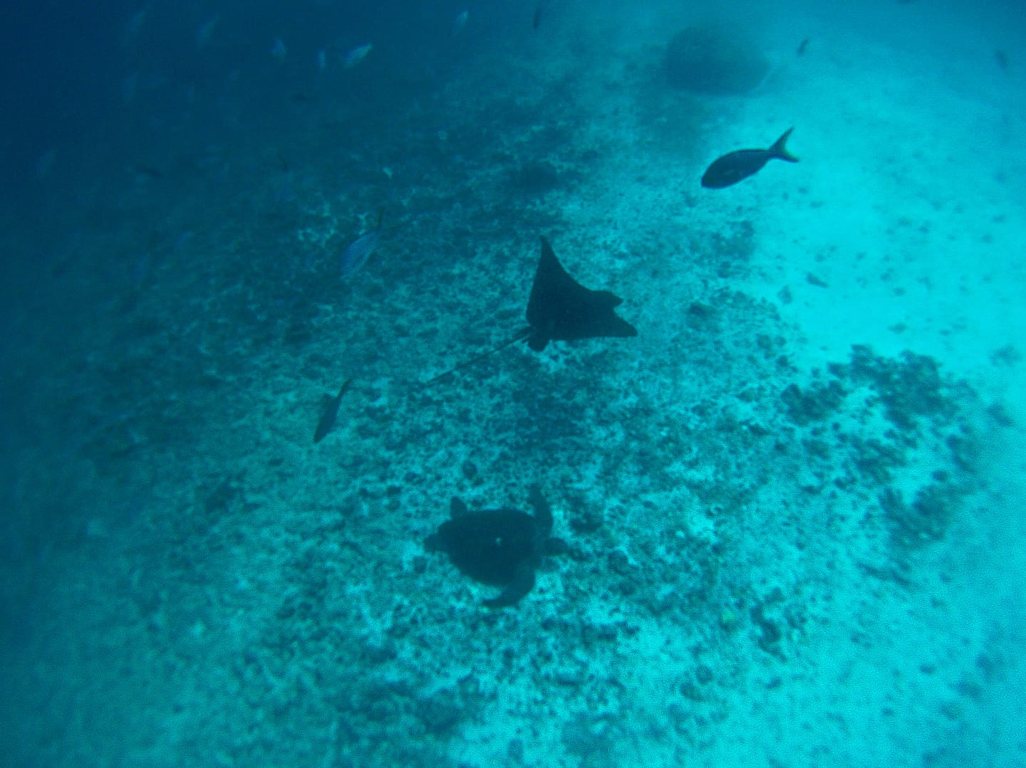 Galapagos - Snorkelling Devil's Crown