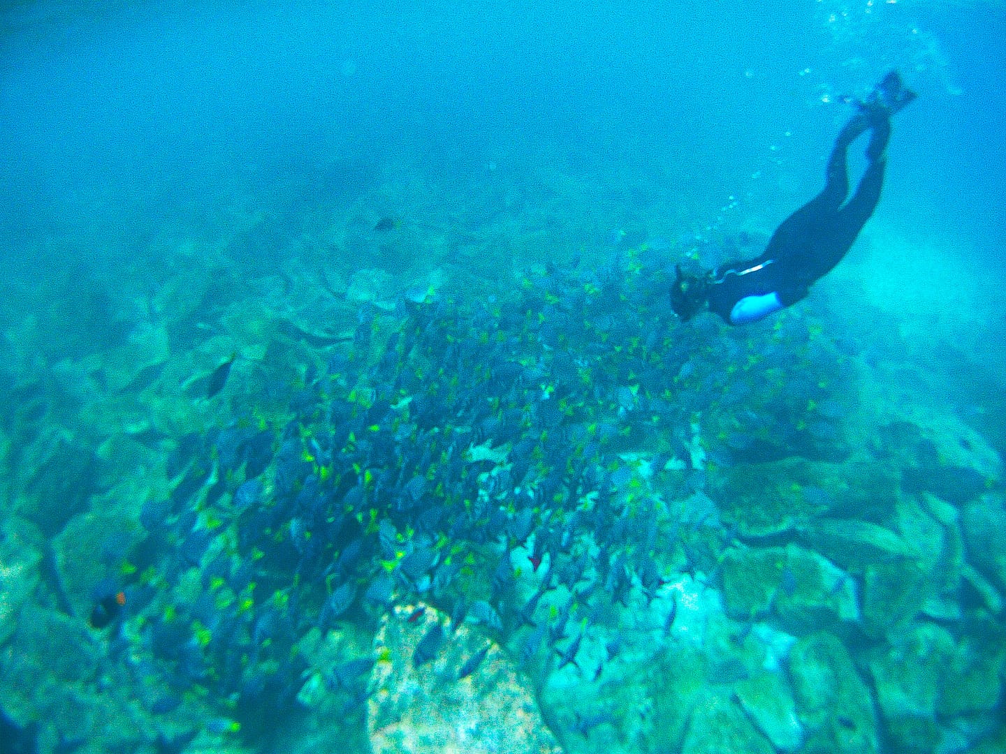 Galapagos - Snorkelling Española Island