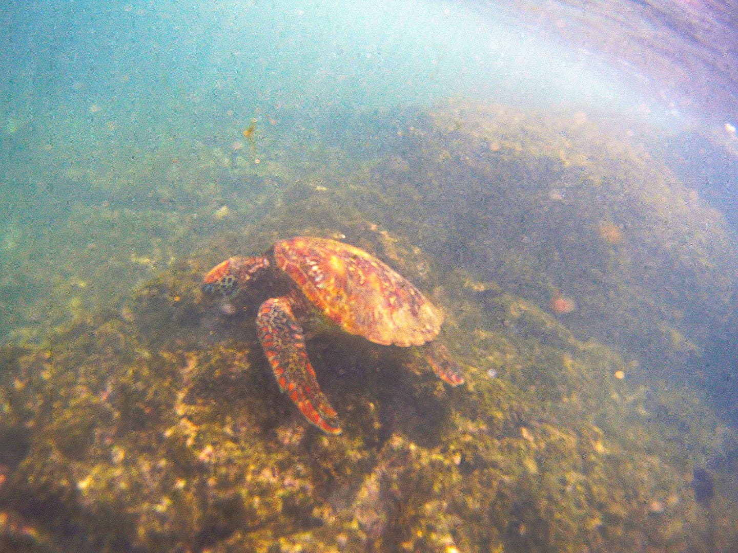 Galapagos - Snorkelling Post Office Bay