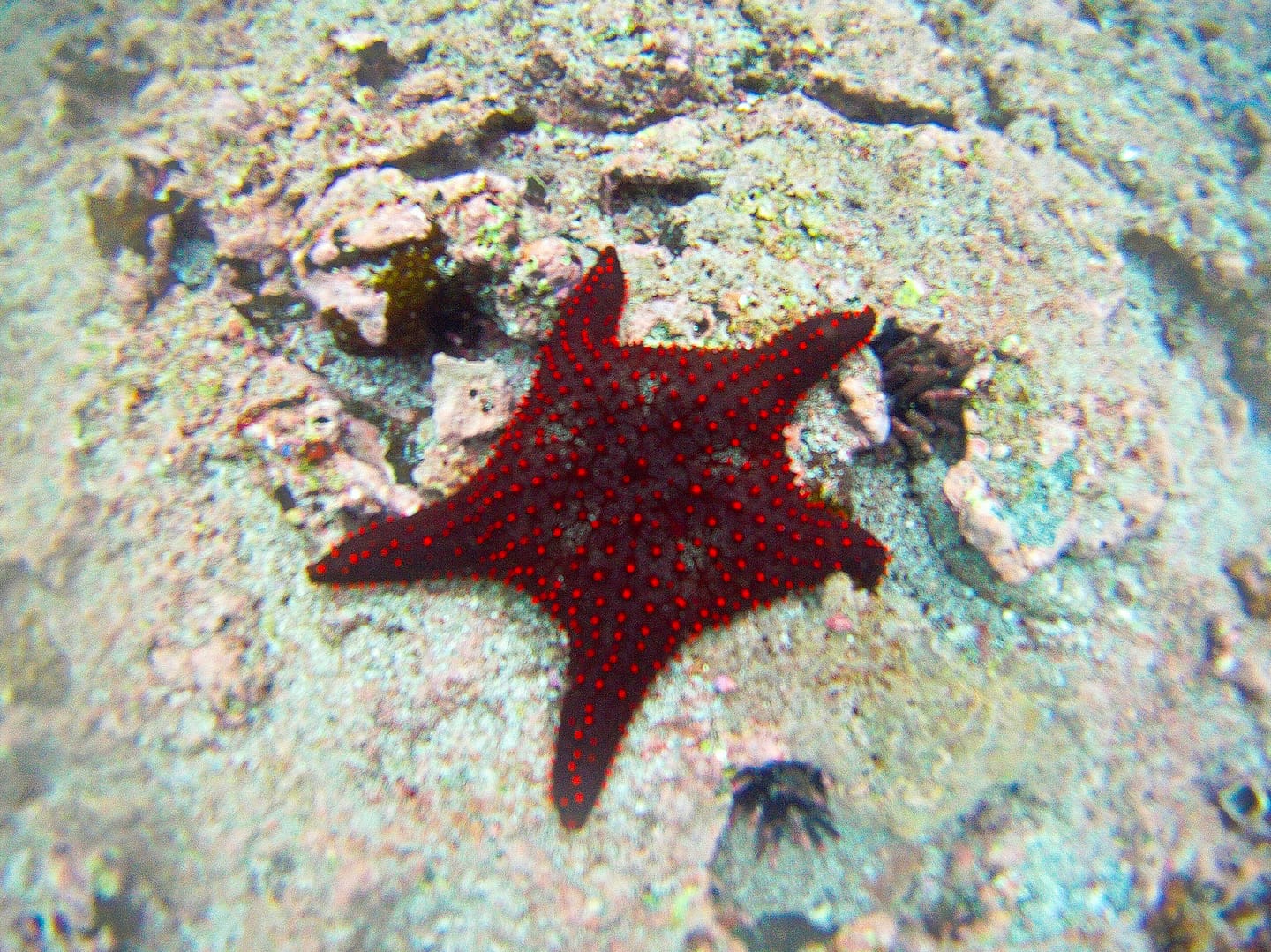 Galapagos - Snorkelling Devil's Crown