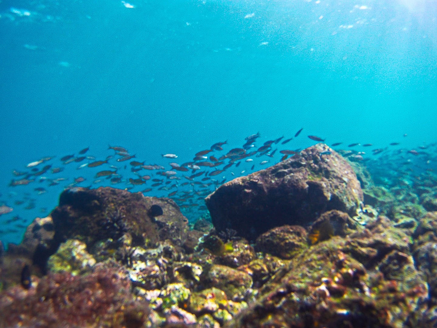Galapagos - Snorkelling Española Island