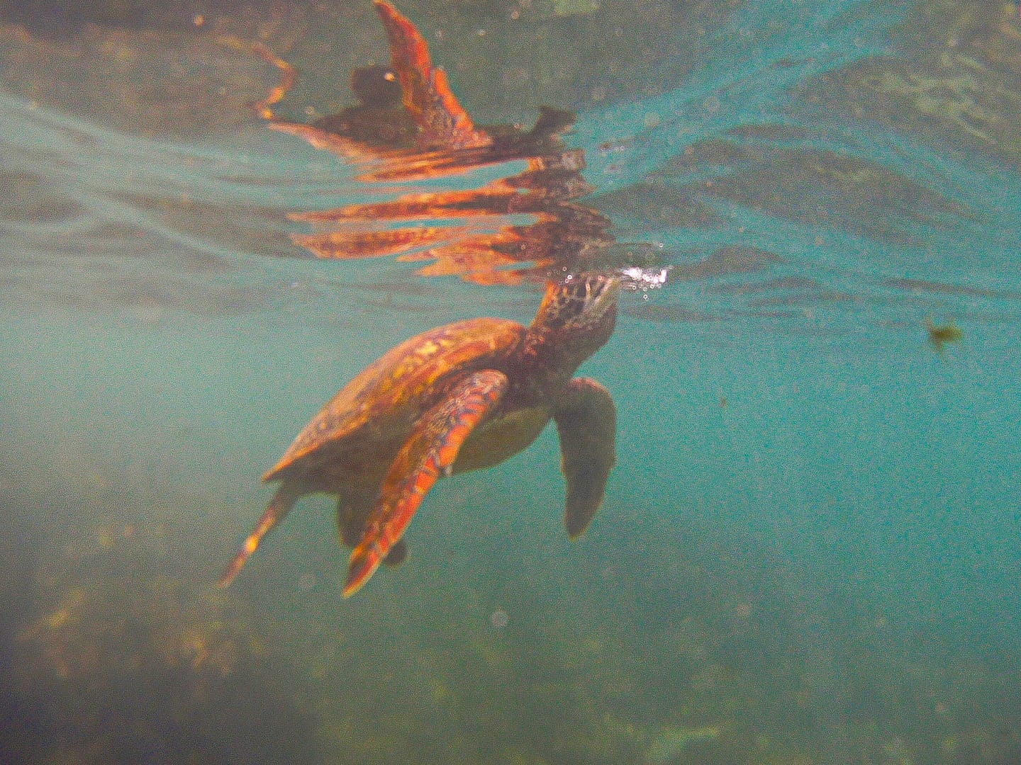 Galapagos - Snorkelling Post Office Bay