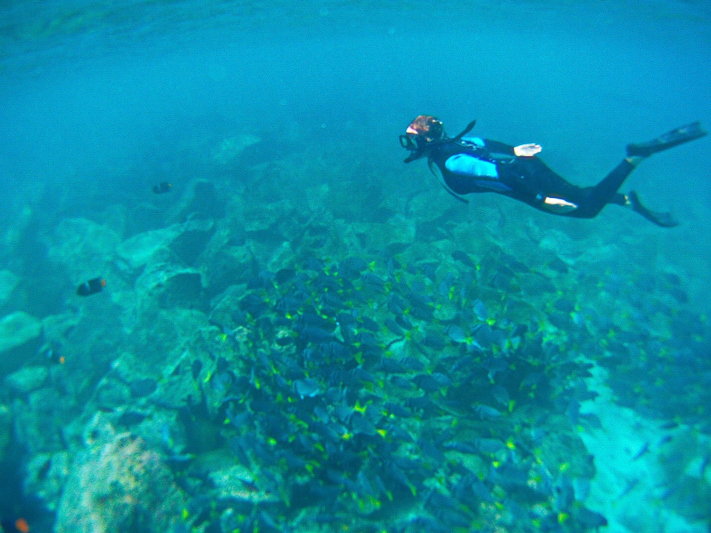 Galapagos - Snorkelling Española Island