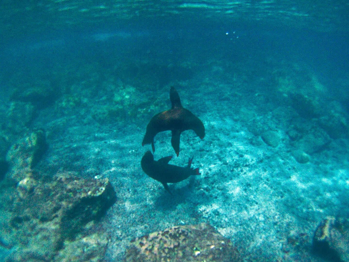 Galapagos - Snorkelling Lobos Island off San Cristóbal Island