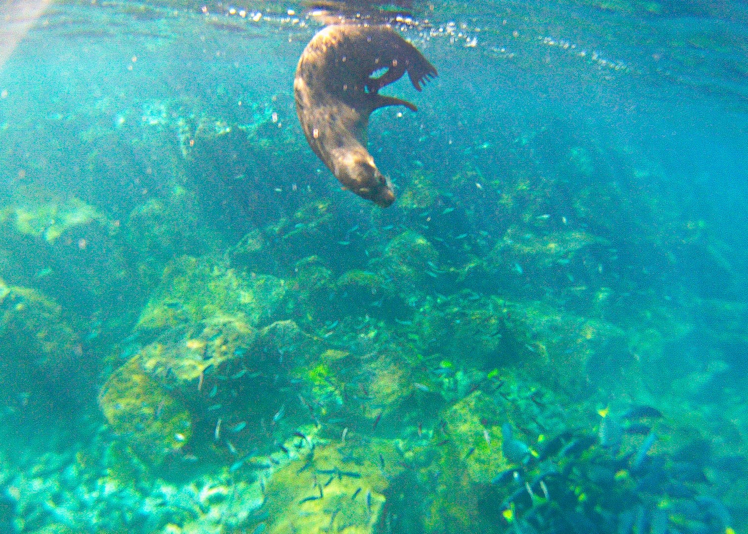 Galapagos - Snorkelling Lobos Island off San Cristóbal Island