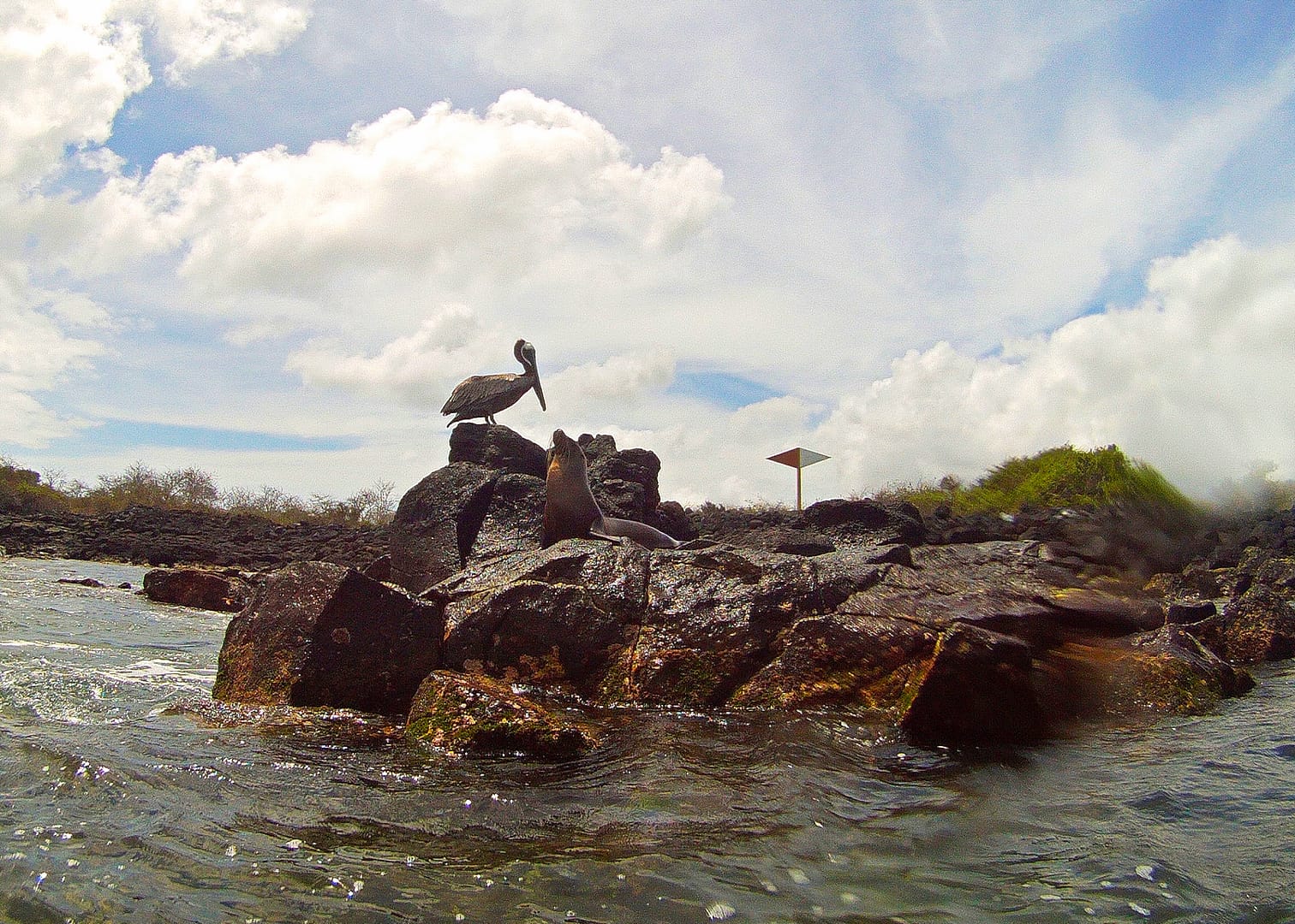 Galapagos - Snorkelling Post Office Bay