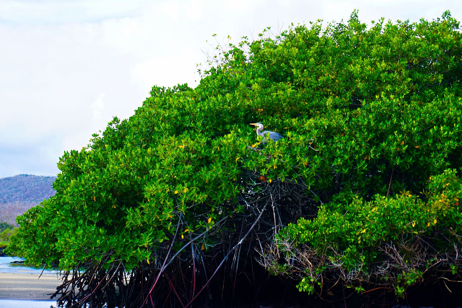 The Galapagos - Floreana Island