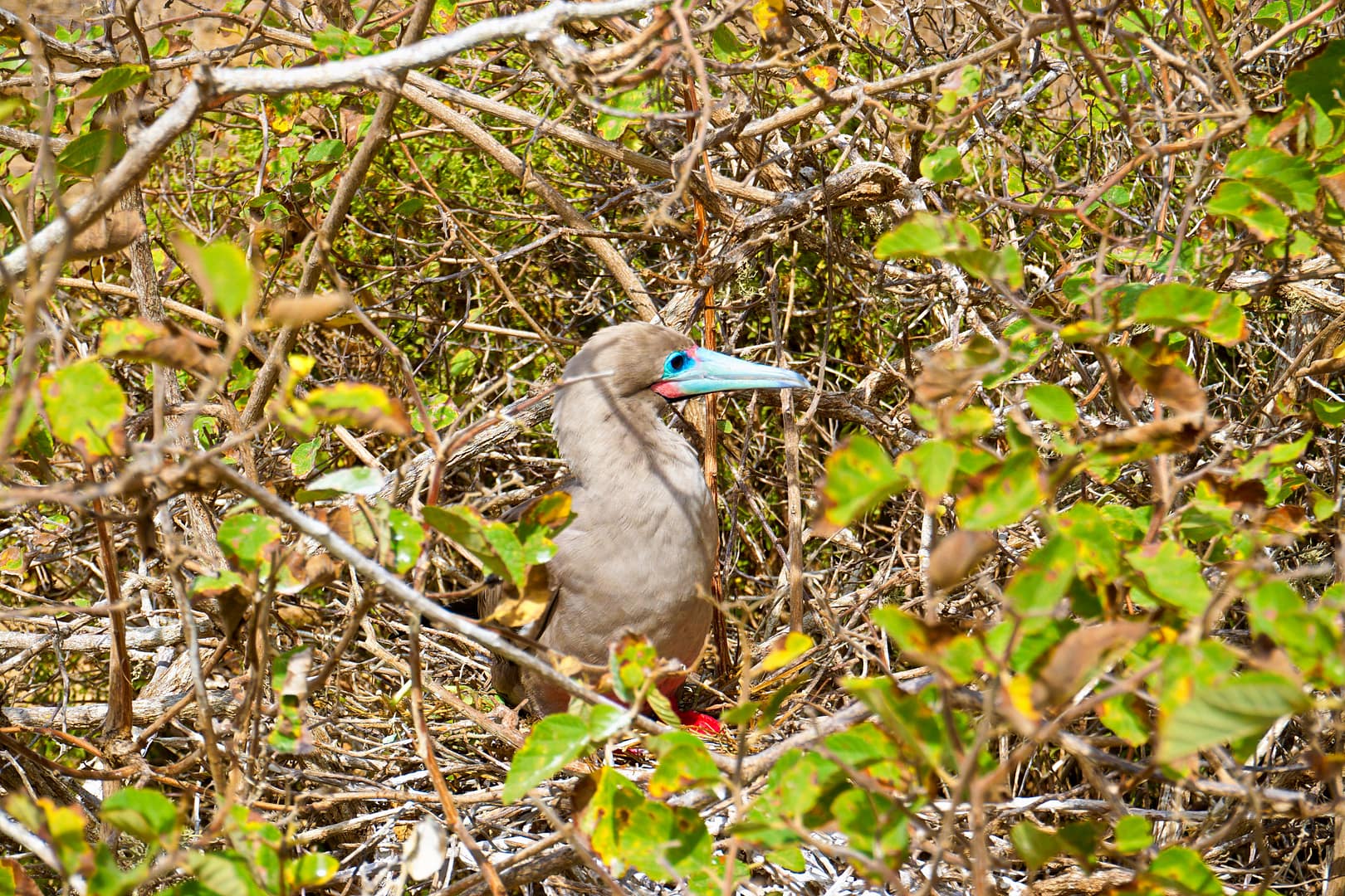 The Galapagos - San Cristóbal Island