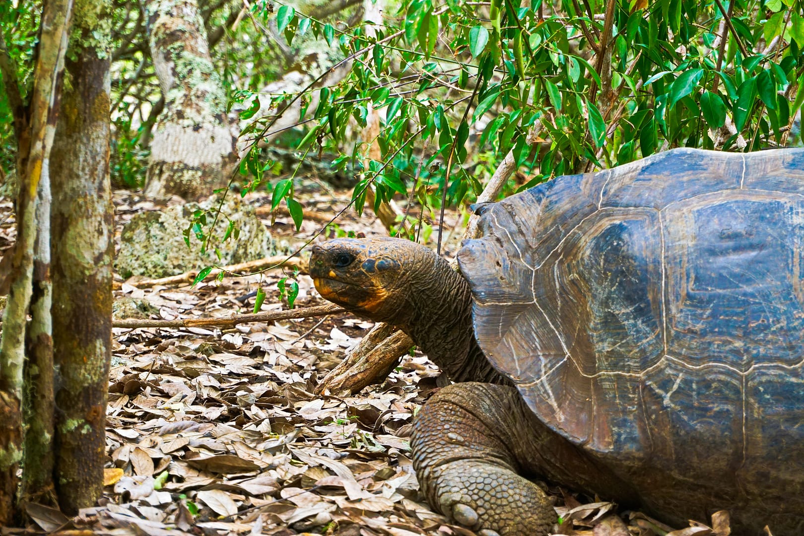 The Galapagos - San Cristóbal Island
