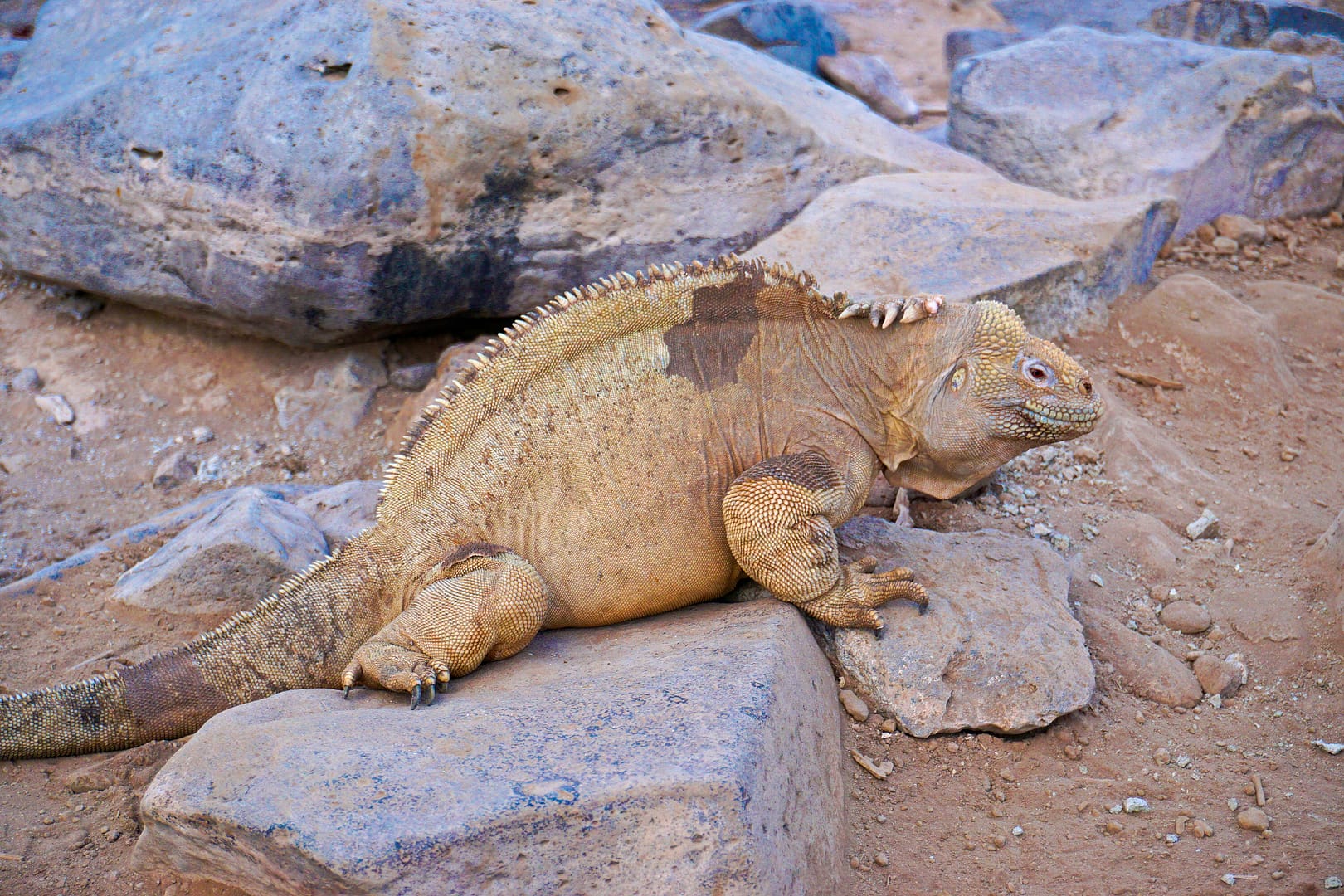 The Galapagos - Santa Fe Island