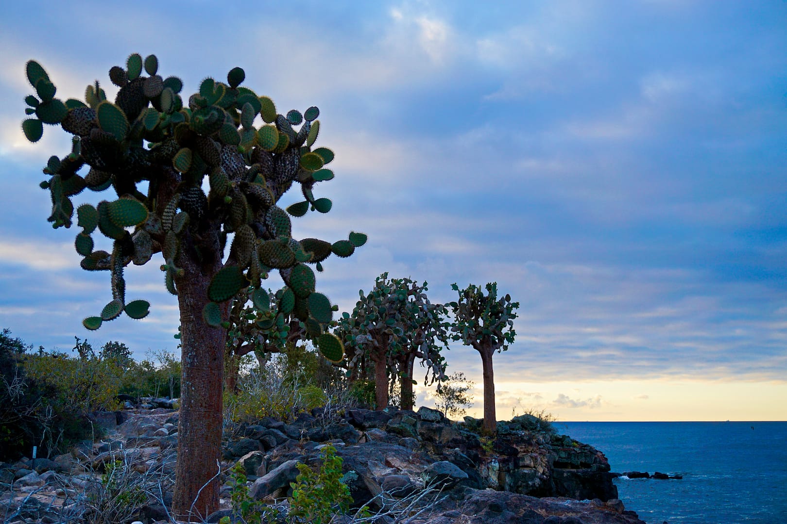 The Galapagos - Santa Fe Island
