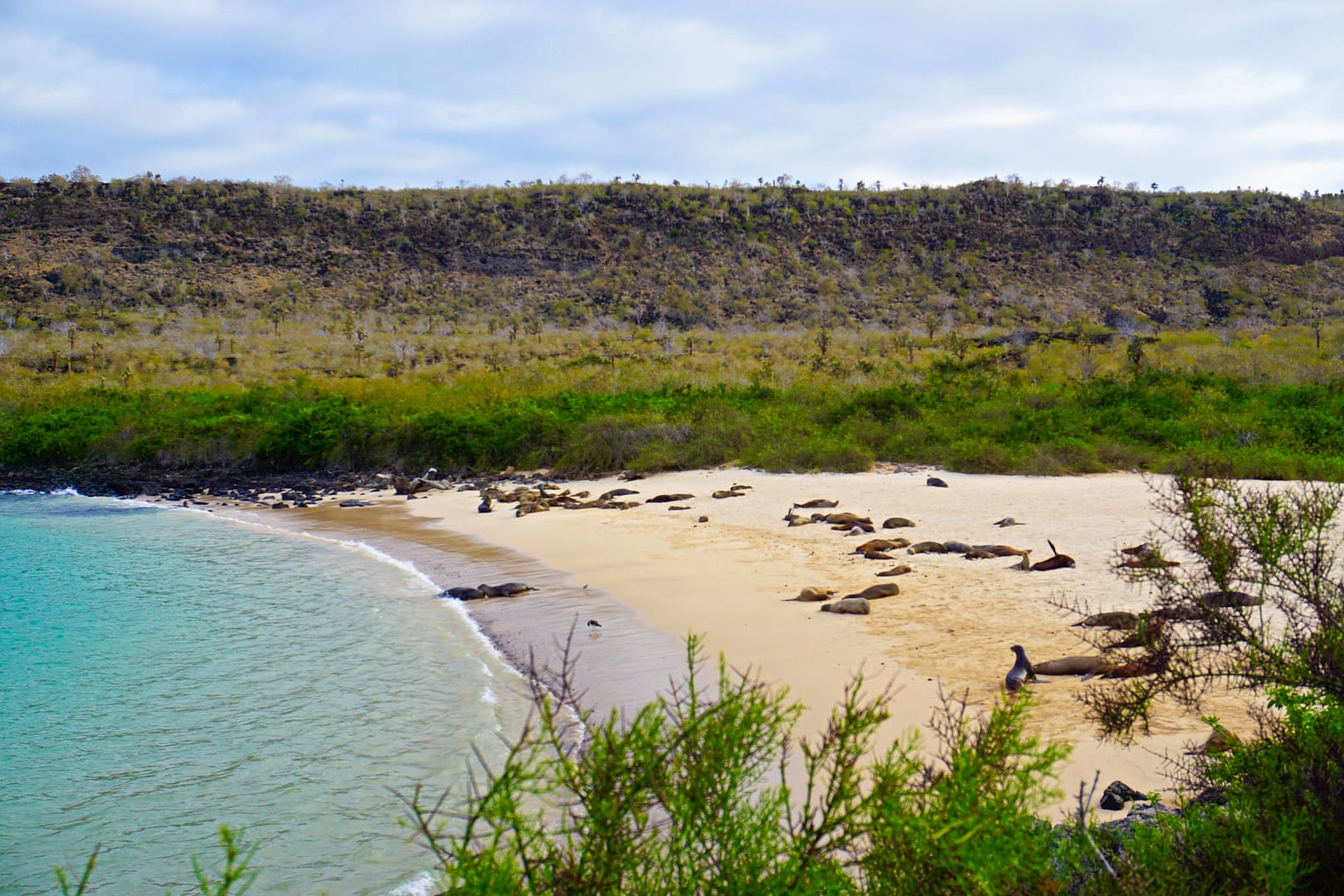The Galapagos - Santa Fe Island