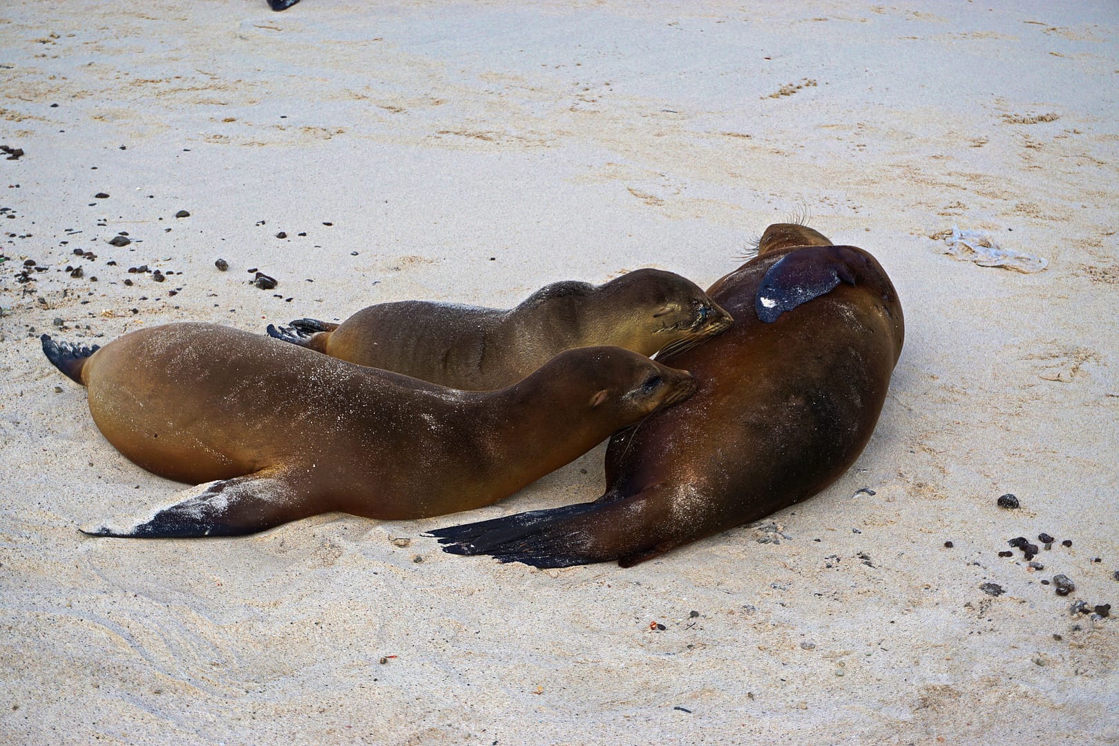 The Galapagos - Santa Fe Island