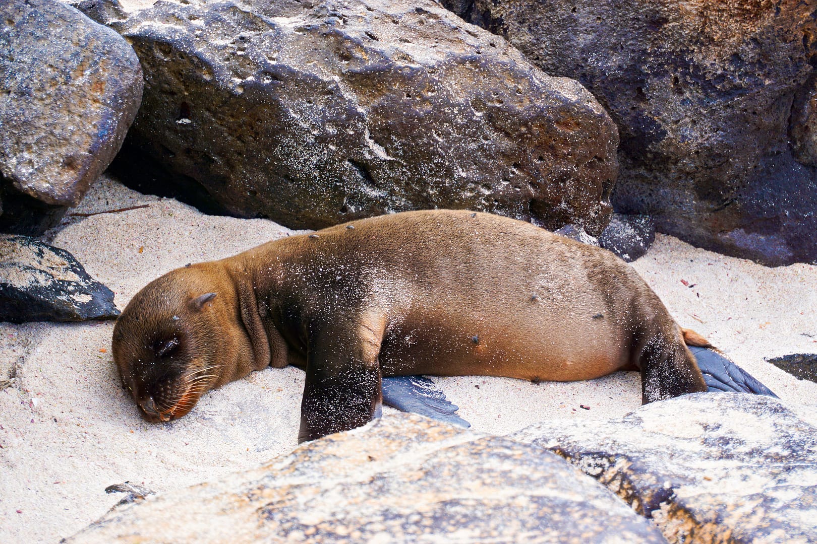 The Galapagos - Española Island