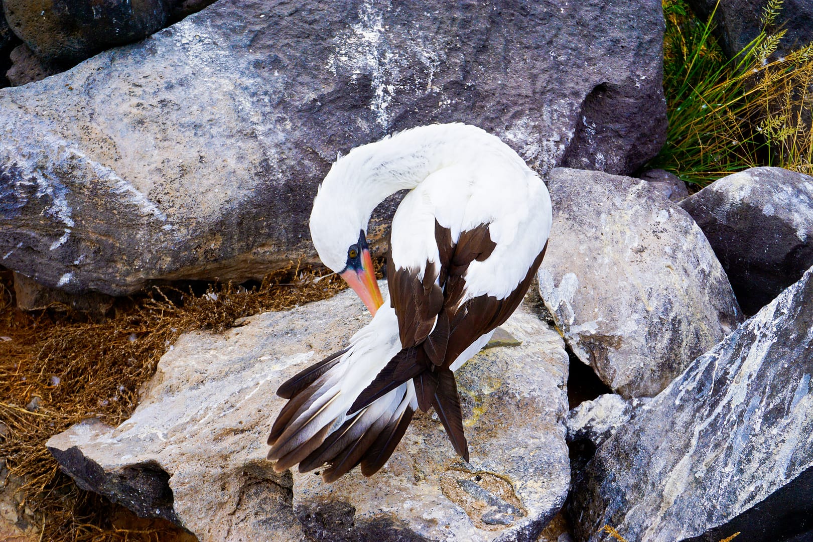 The Galapagos - Española Island