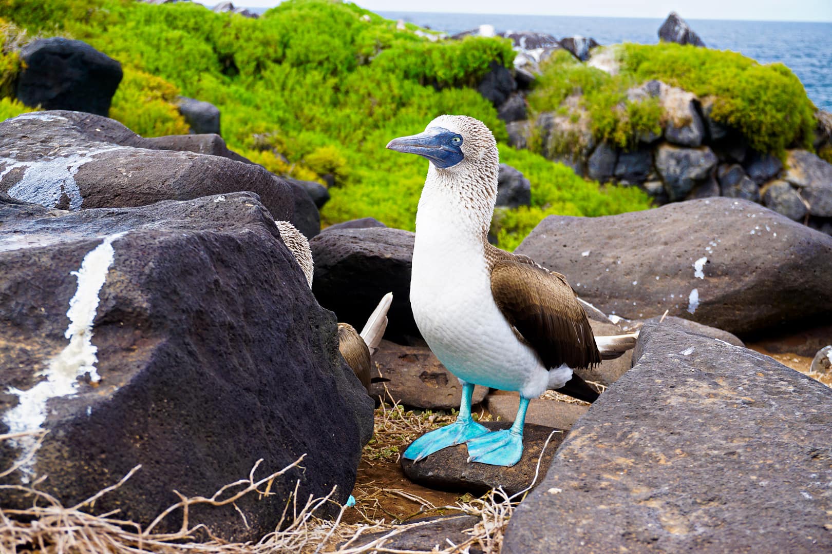 The Galapagos - Española Island