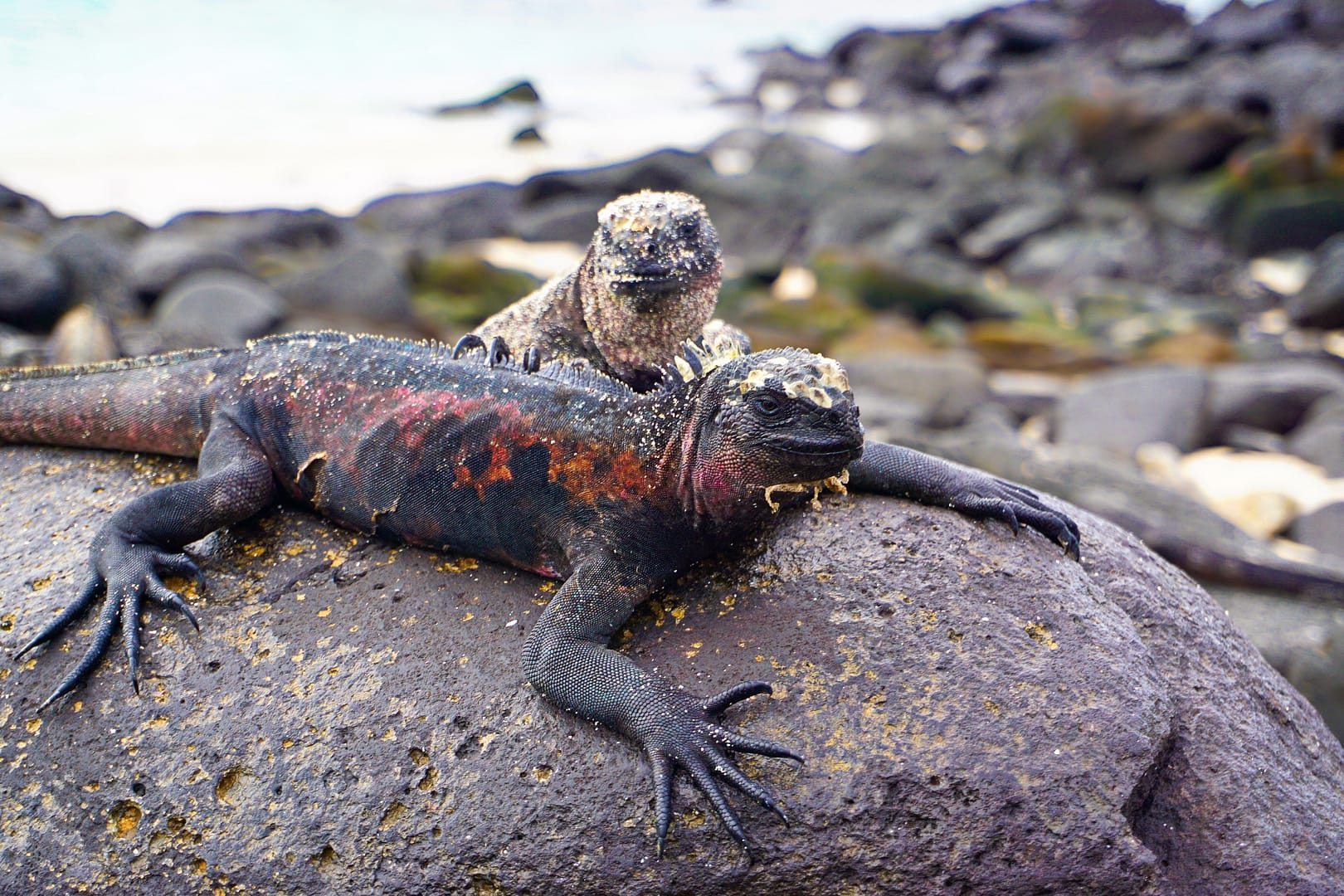 The Galapagos - Española Island
