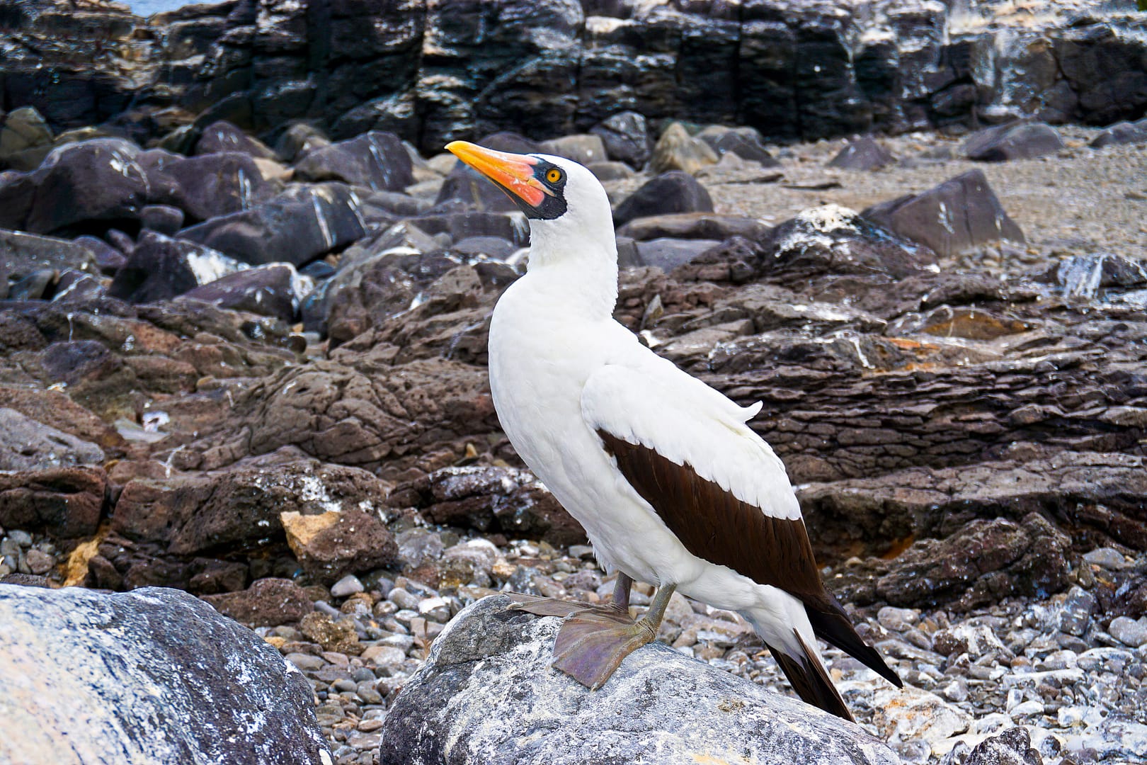 The Galapagos - Española Island