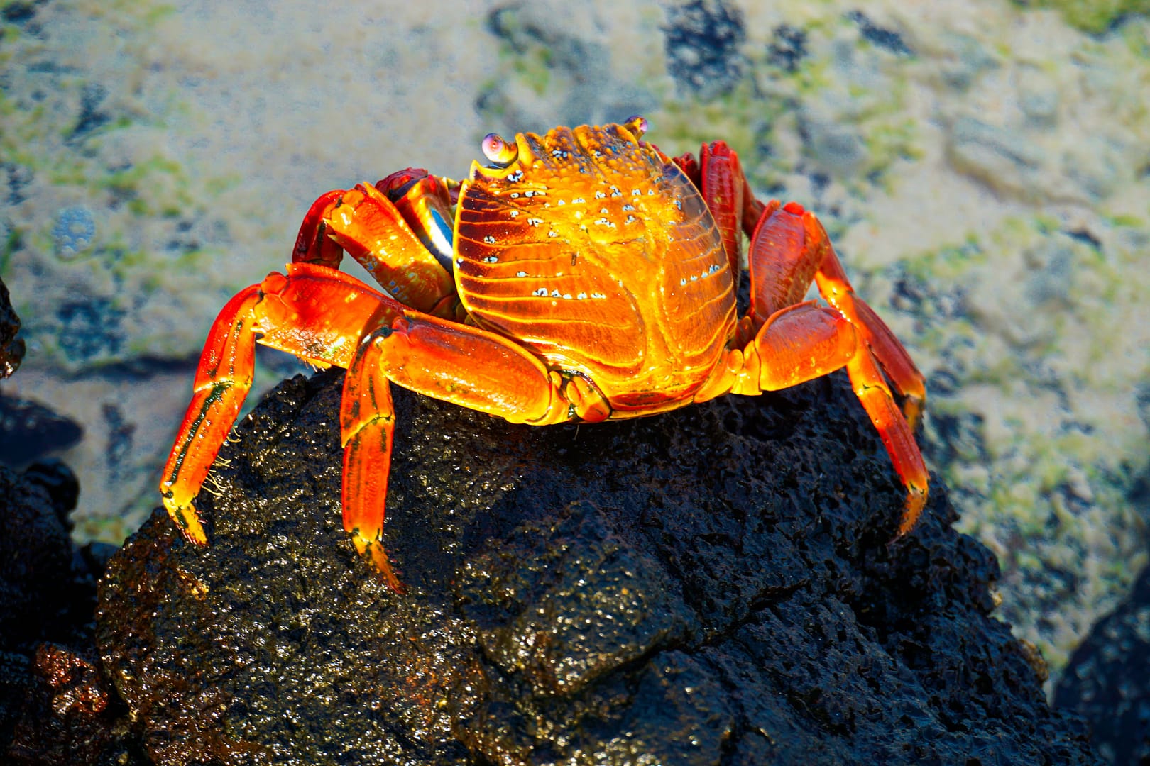 The Galapagos - Floreana Island