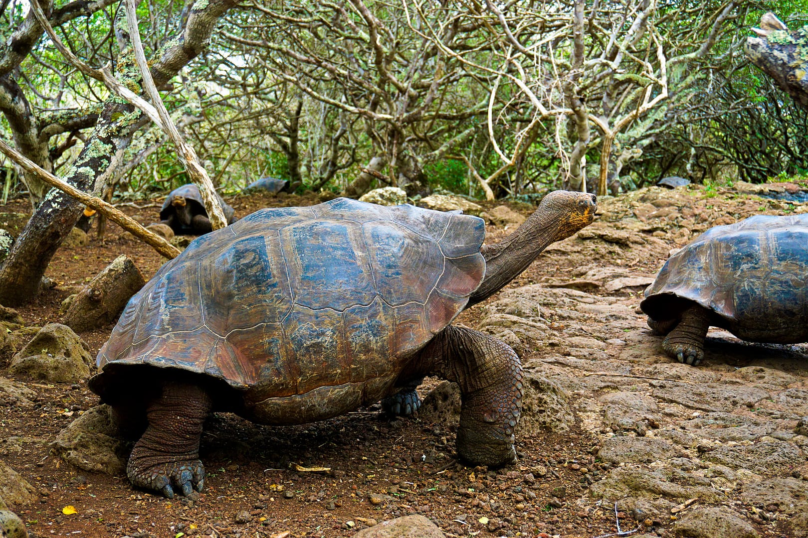 The Galapagos - San Cristóbal Island