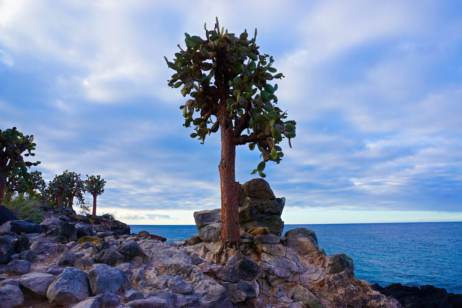 The Galapagos - Santa Fe Island