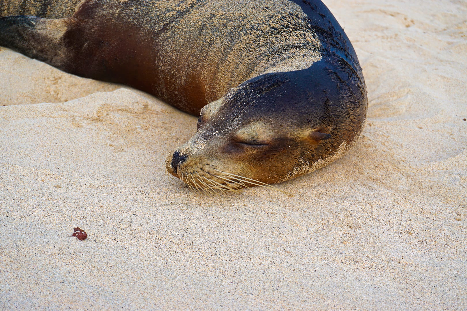 The Galapagos - Santa Fe Island