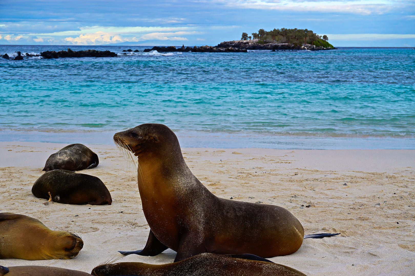 The Galapagos - Santa Fe Island