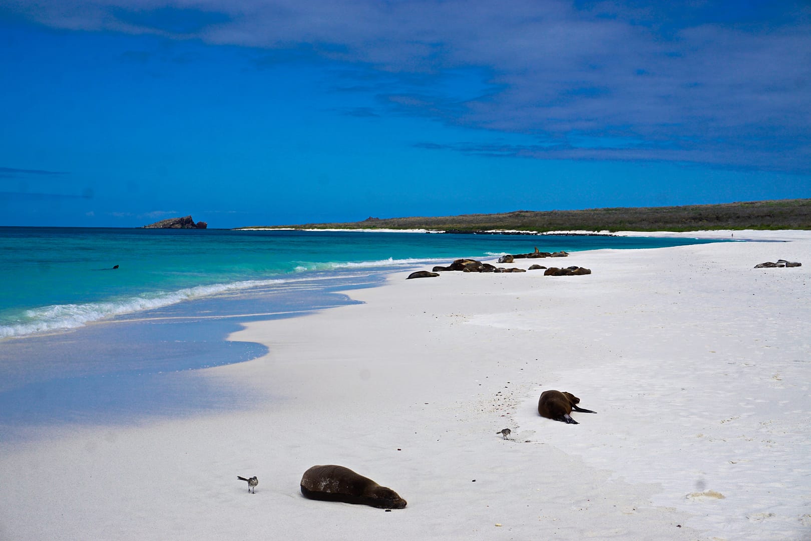 The Galapagos - Española Island