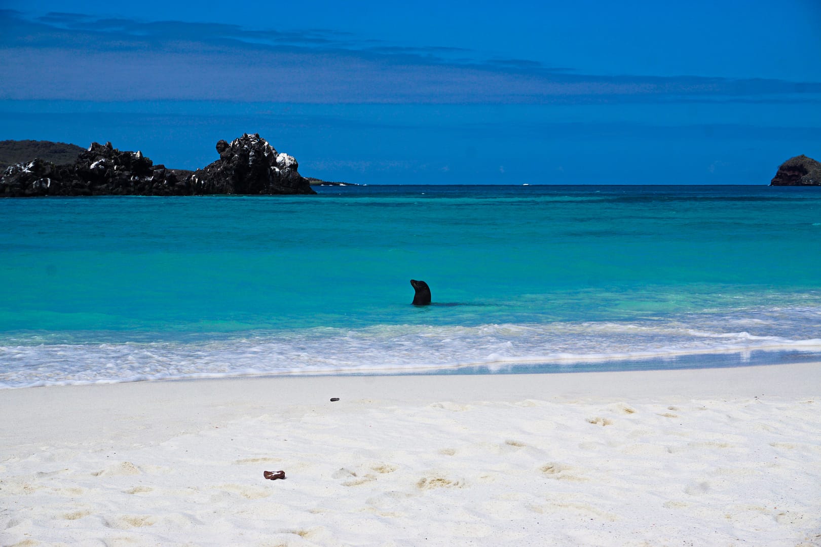 The Galapagos - Española Island