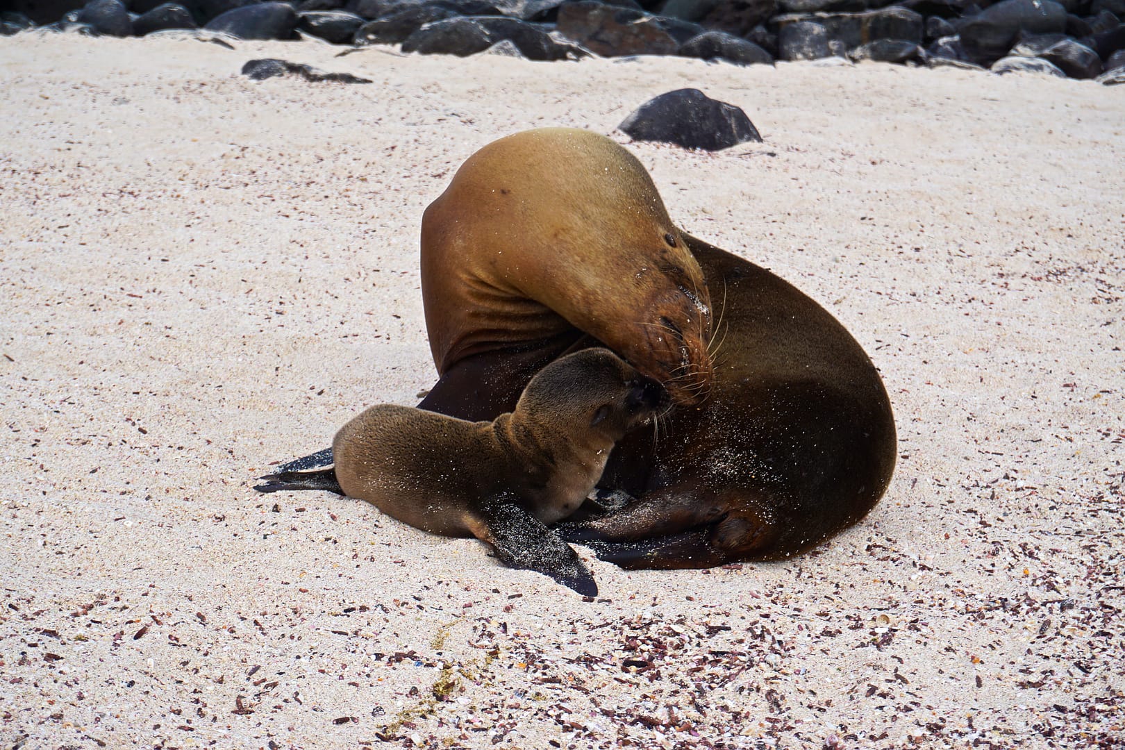 The Galapagos - Española Island
