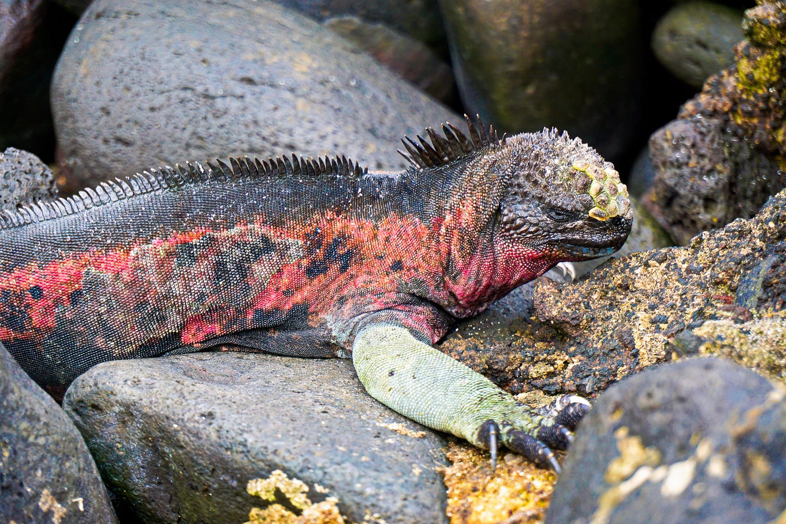 The Galapagos - Española Island
