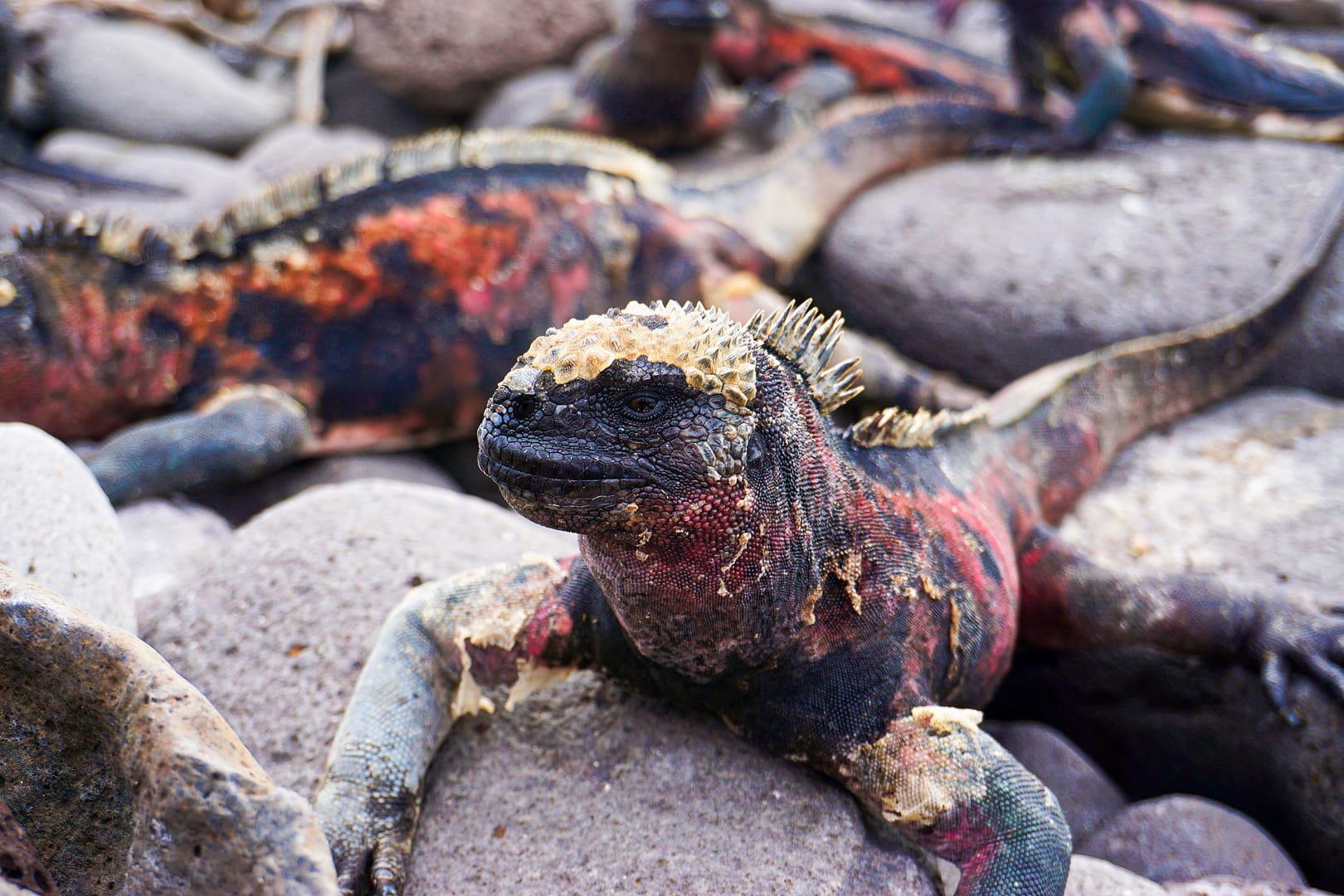 The Galapagos - Española Island