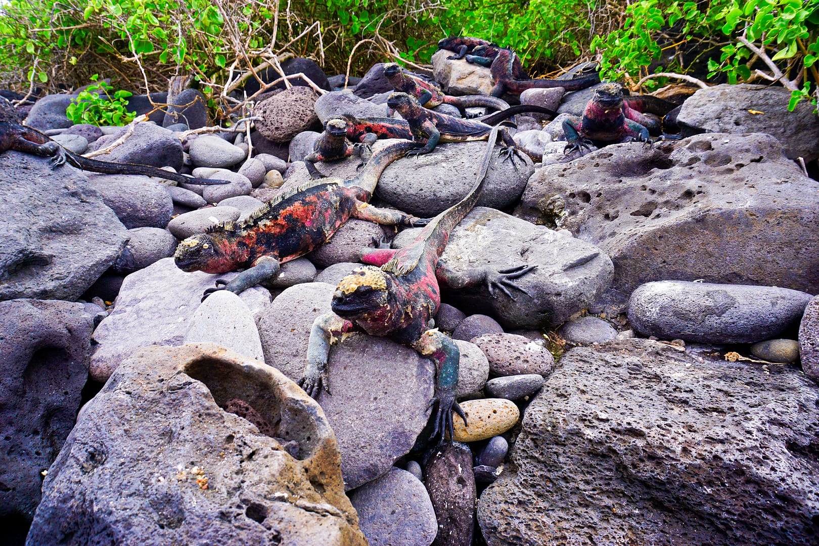 The Galapagos - Española Island