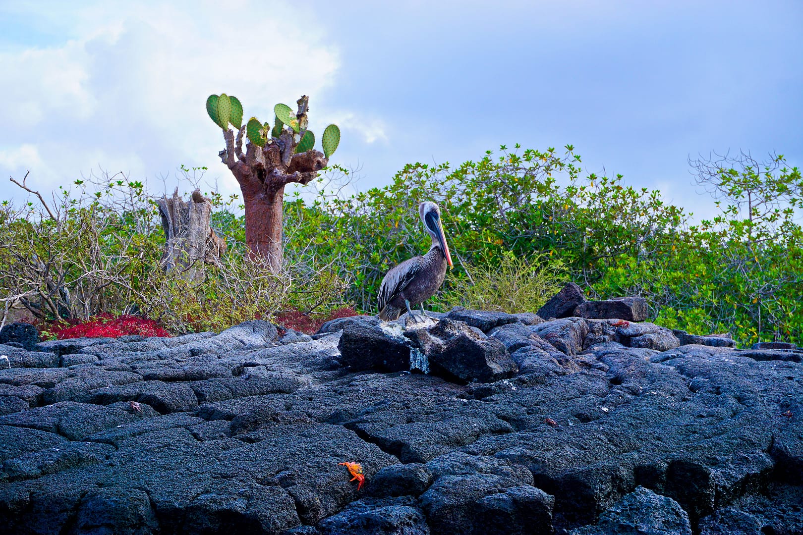 The Galapagos - Floreana Island