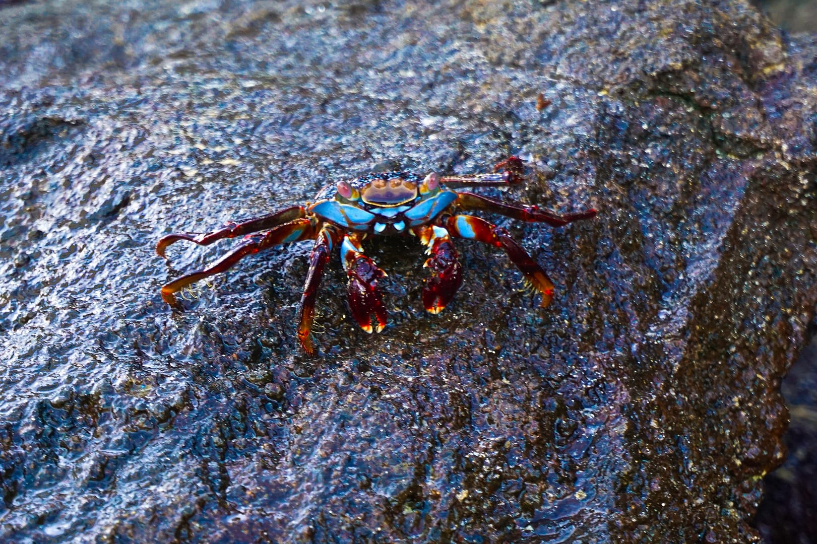 The Galapagos - Floreana Island