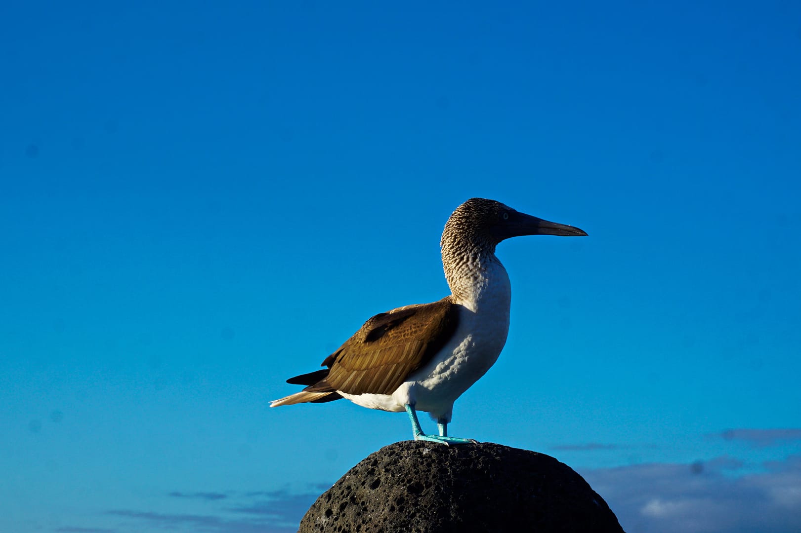 The Galapagos - San Cristóbal Island