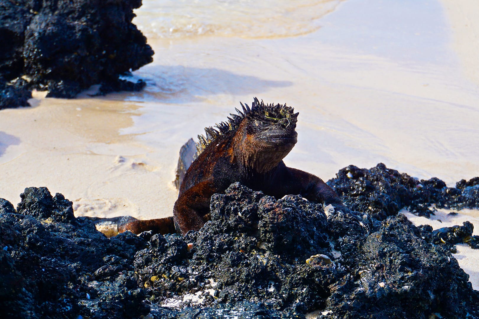 The Galapagos - San Cristóbal Island