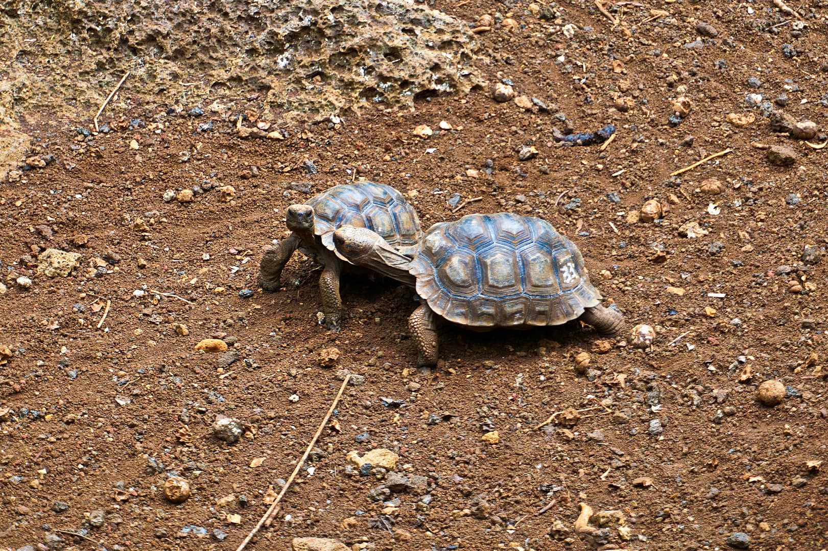 The Galapagos - San Cristóbal Island