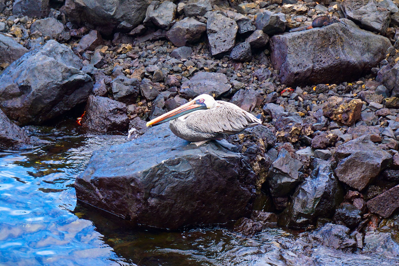 The Galapagos - Santa Cruz