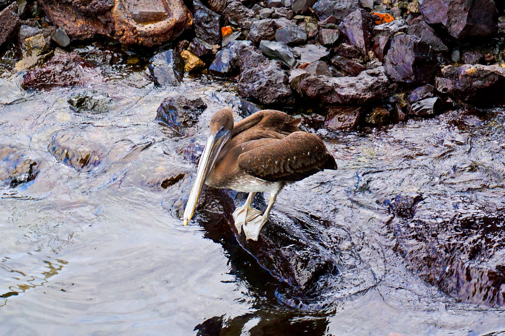 The Galapagos - Santa Cruz
