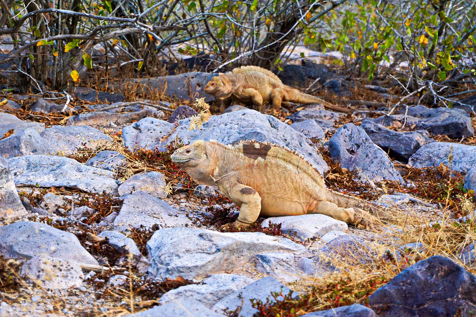 The Galapagos - Santa Fe Island