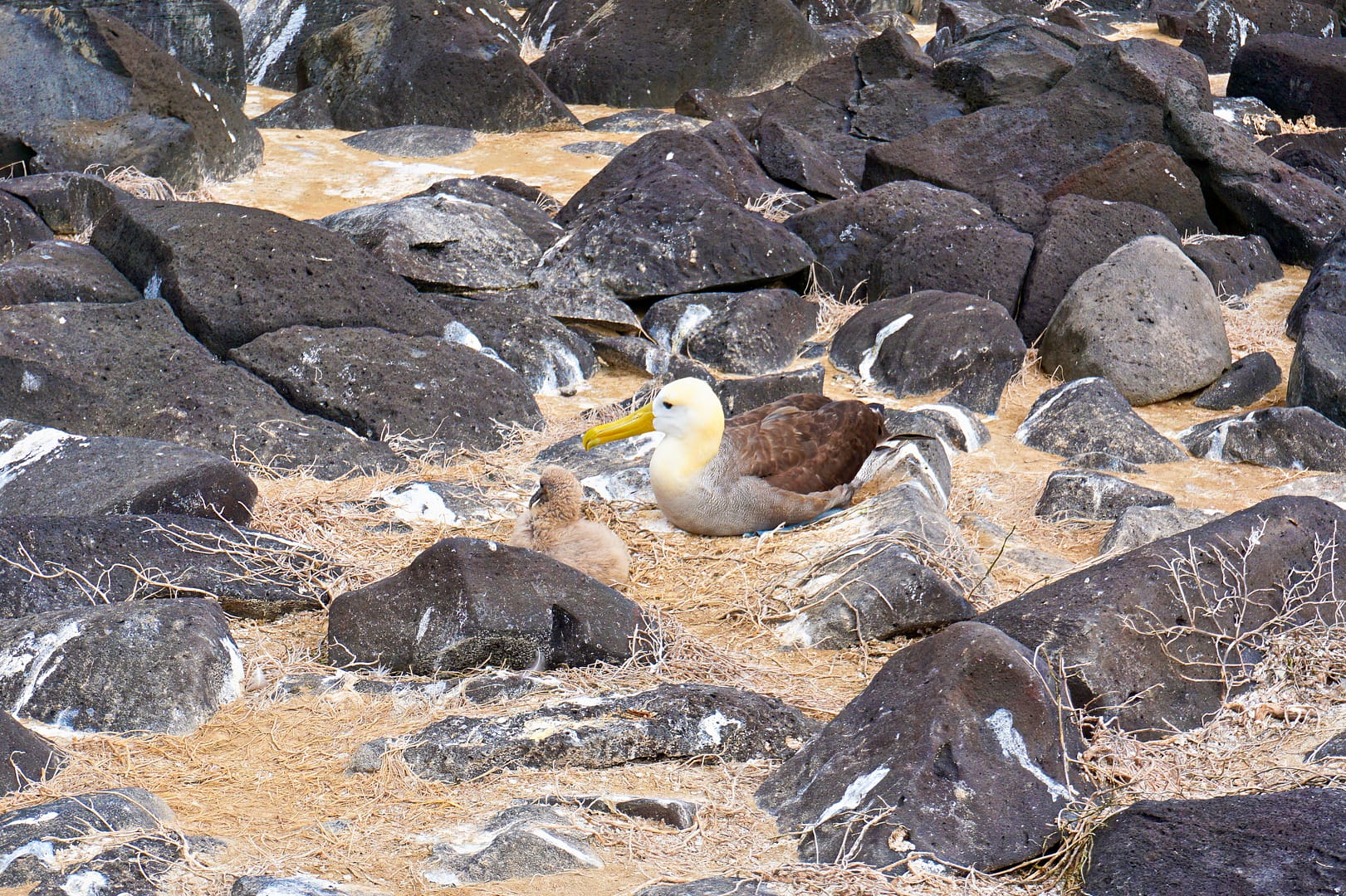 The Galapagos - Española Island