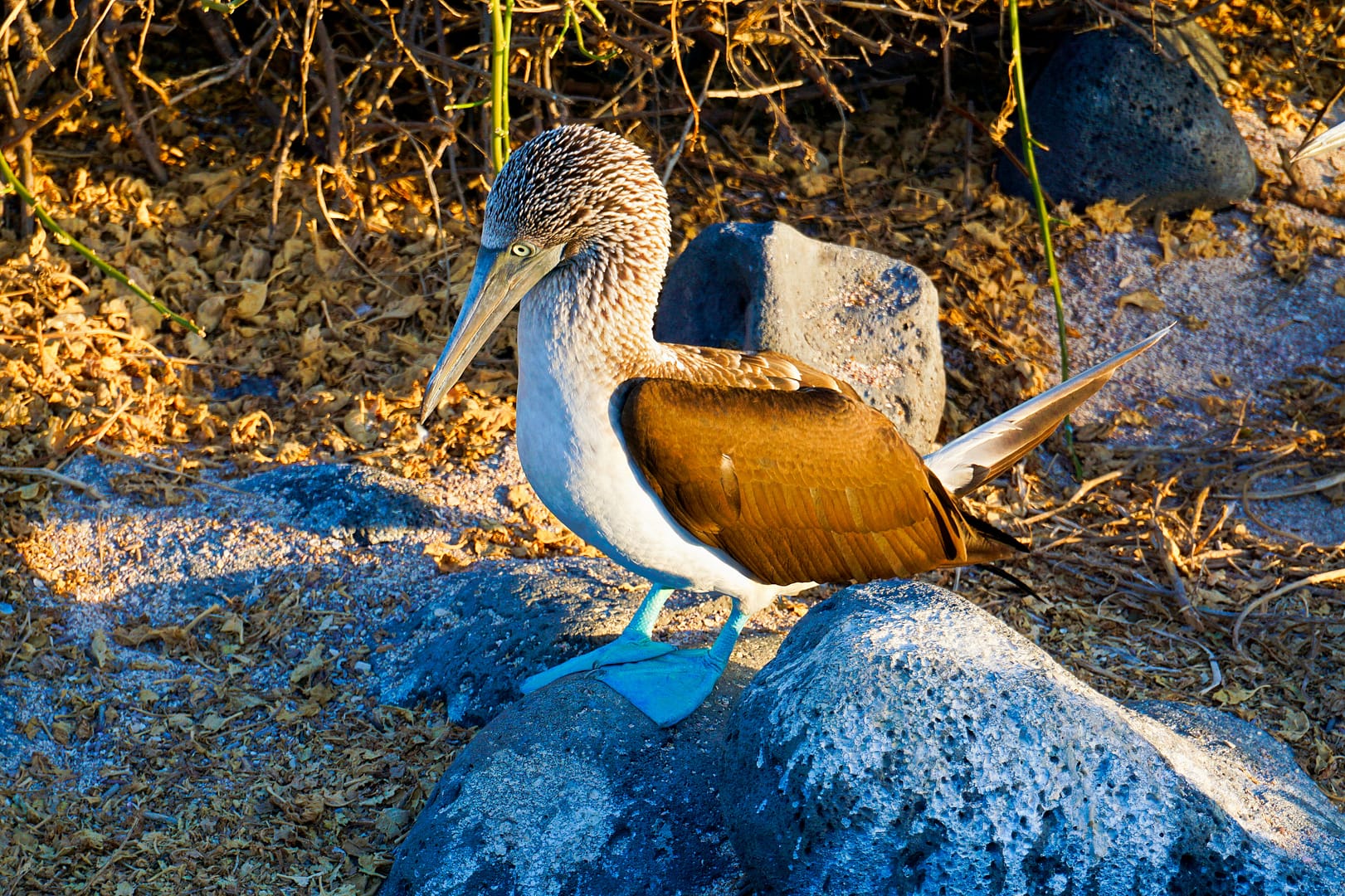 The Galapagos - San Cristóbal Island