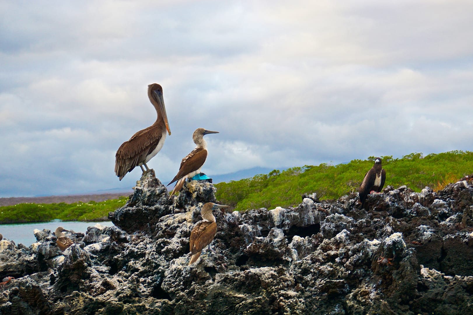 The Galapagos - Santa Cruz