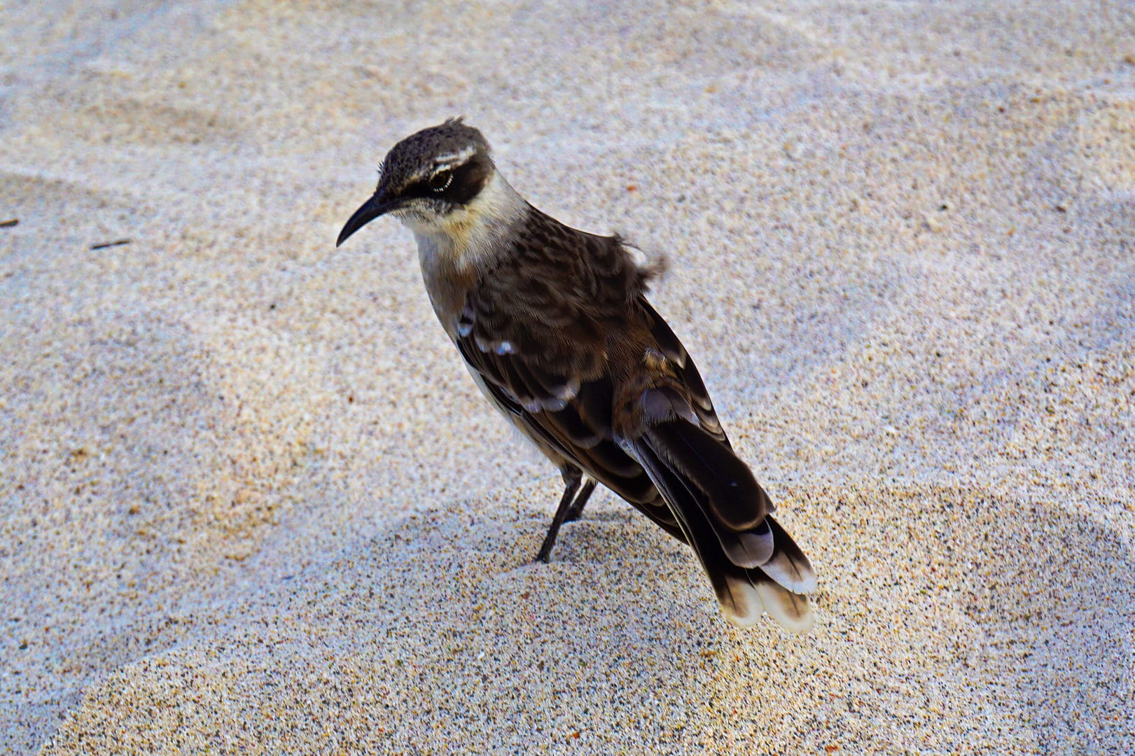 The Galapagos - Santa Fe Island