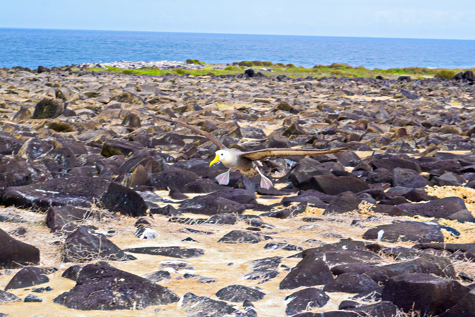 The Galapagos - Española Island